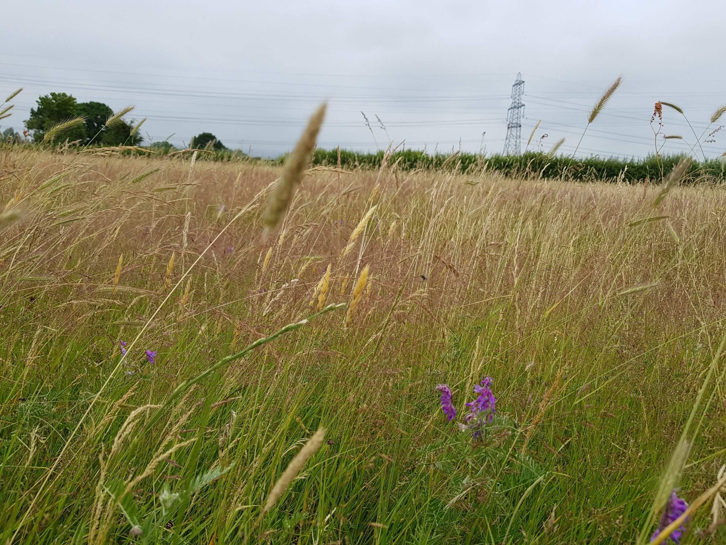 MicrosoftTeams-image-162-scaled