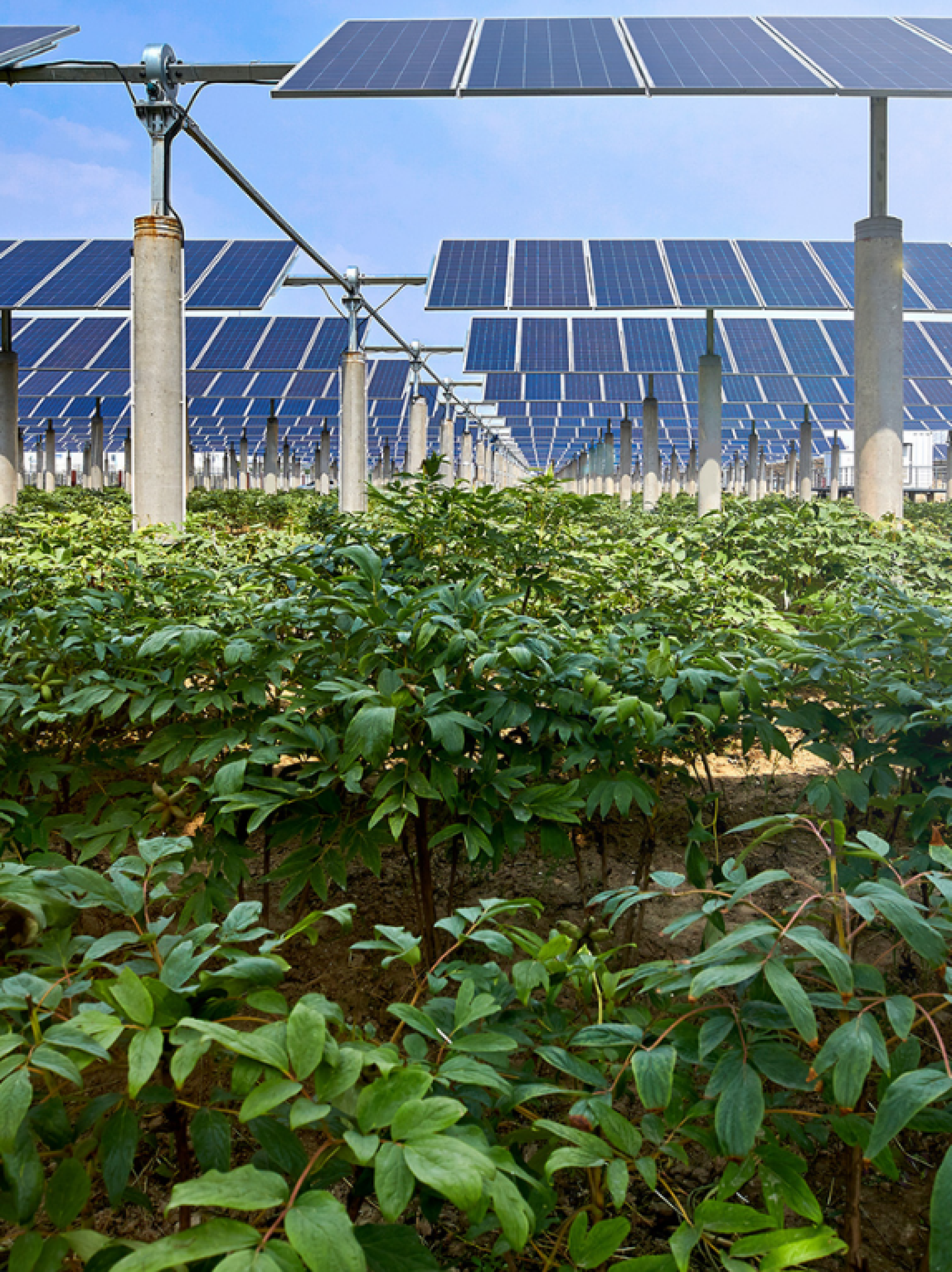 Agrivoltaics (2)